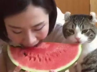 女网红猫咪吃瓜视频,萌态百出引网友热议