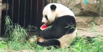 娱乐圈吃瓜熊猫胖胖,熊猫胖胖的吃瓜日常