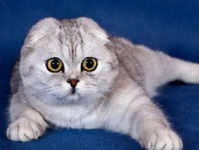 娱乐吃瓜酱折耳猫,揭秘折耳猫的神秘魅力与争议