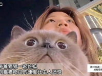 娱乐吃瓜猫原声,揭秘娱乐圈幕后故事