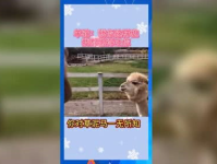 吃瓜群众娱乐版下载安装,轻松下载，畅享欢乐时光