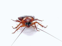 娱乐吃瓜酱大蟑螂,揭秘娱乐圈那些不为人知的幕后故事