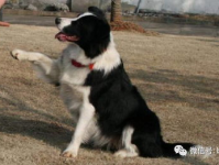 边境牧羊犬怎么训练,从基础到进阶的全面指导
