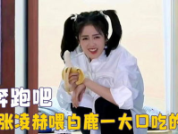 娱乐吃瓜酱白鹿,娱乐吃瓜酱的甜蜜蜕变之旅