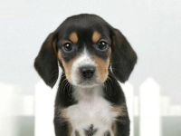 娱乐圈吃瓜小狗小说,吃瓜小狗的甜蜜复仇之旅