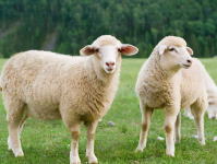 吃瓜娱乐酱羊羊,吃瓜娱乐界的甜蜜小能手