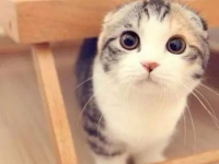 折耳猫娱乐吃瓜,揭秘娱乐圈吃瓜背后的真相与趣味