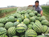 吃瓜的娱乐号,吃瓜群众视角下的明星幕后故事