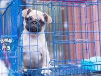 娱乐吃瓜宠物推荐,盘点那些爱看热闹的萌宠