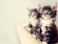 娱乐吃瓜酱小猫咪被吓,揭秘幕后真相