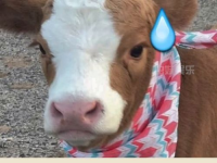 娱乐吃瓜君小千抖音,娱乐吃瓜君小千带你揭秘娱乐圈幕后故事